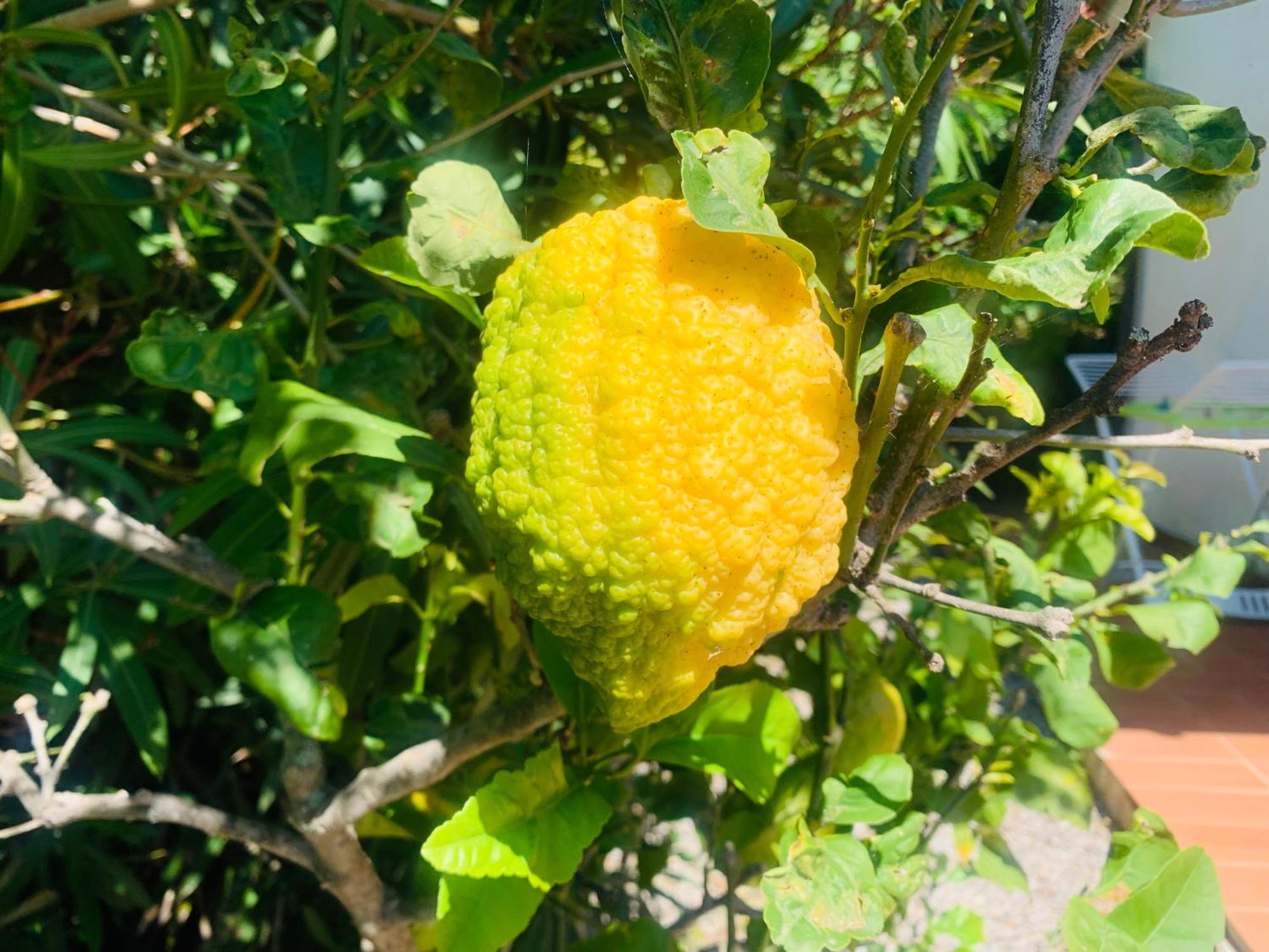קאפוליברי Case Dei Limoni Sul Mare מראה חיצוני תמונה